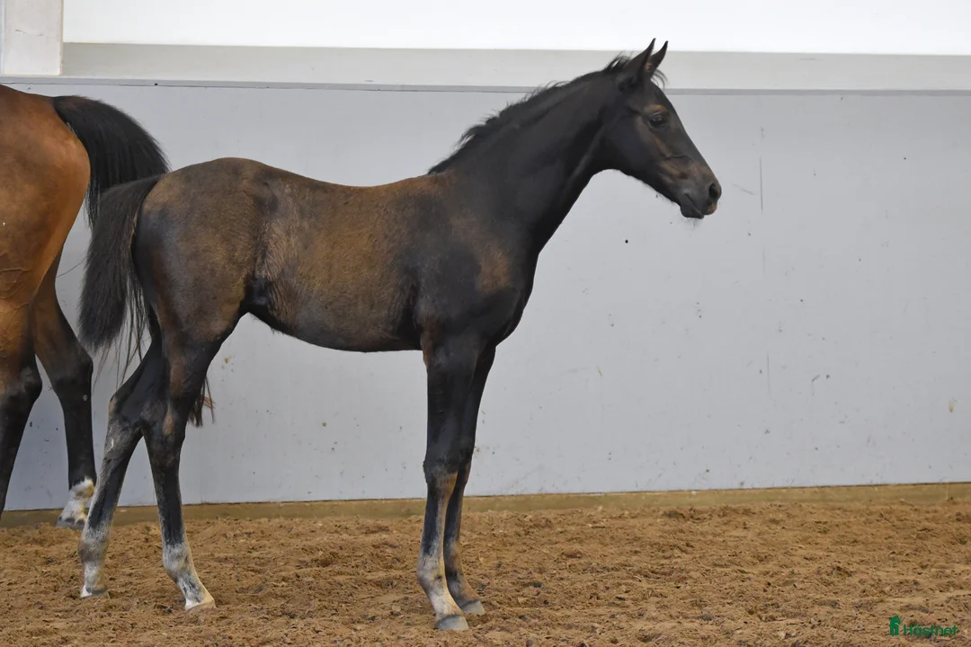 Dressyr hästar till salu: Elegant ettåring e: Devin Franco GJ - Annons 2