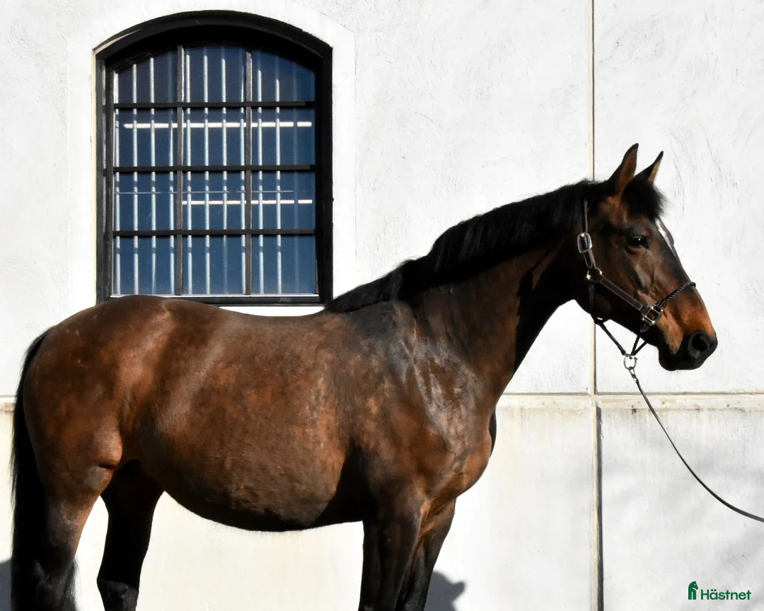 Avelshästar hästar till salu: Trevligt sto med prestationstam - Annons 2