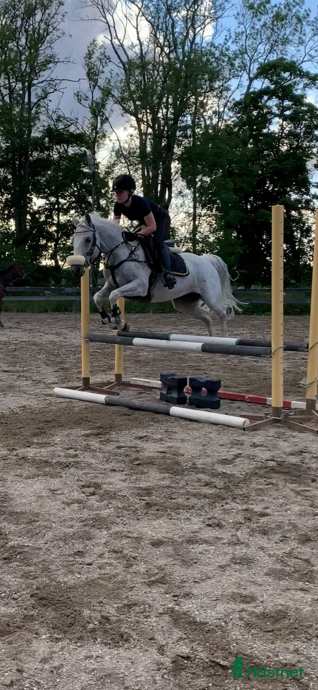 Allround hästar till salu: Speciellt sto för allround  i Eskilstuna - Annons 5