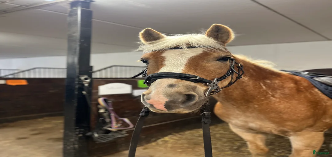 Galleribild {{count}}