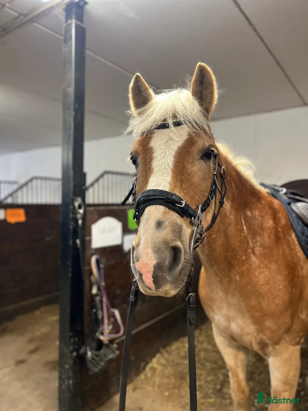 Galleribild {{count}}