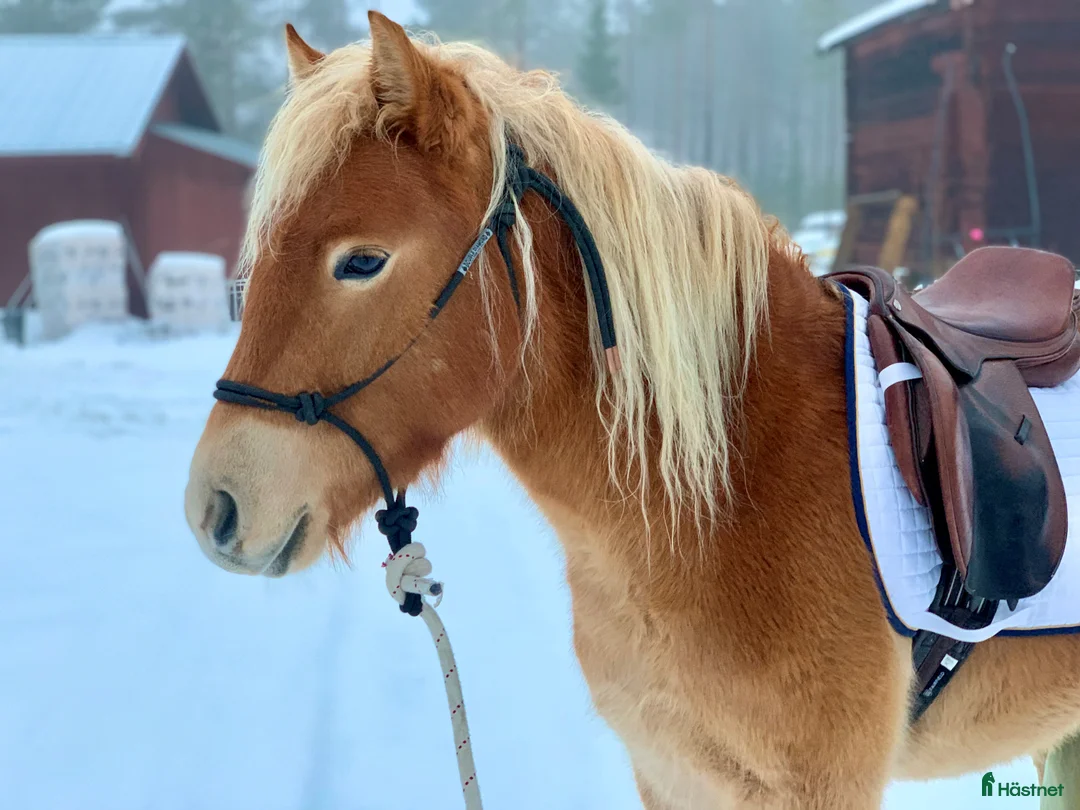 Allround hästar till salu: Gotlandsruss ungsto för trav/körning/ridning/avel - Annons 3