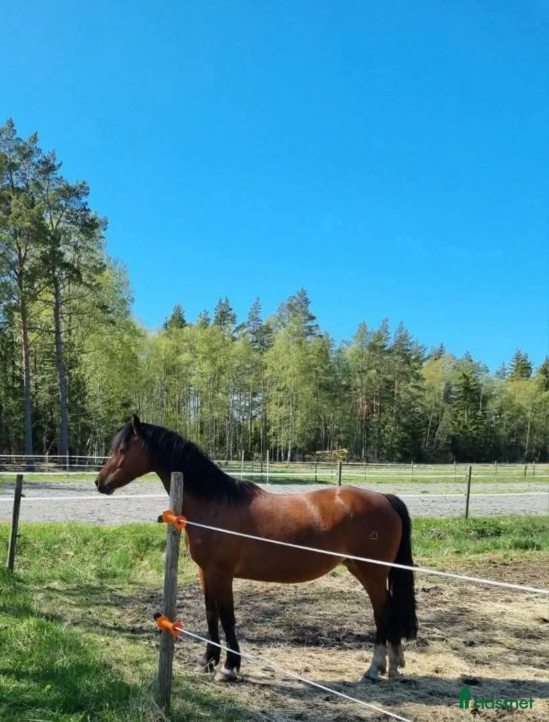 Sällskap hästar till salu: Promenadhäst - Annons 1