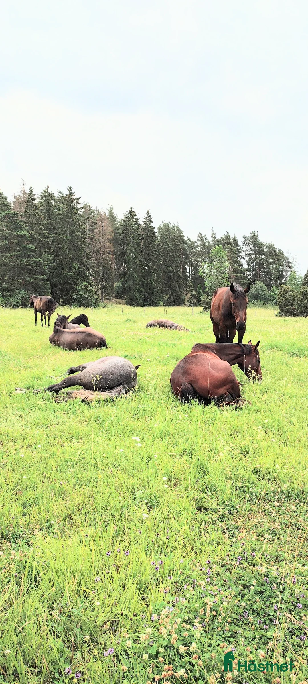  hästservice finnes: Sommarbete för ston och ston med föl - Annons 10