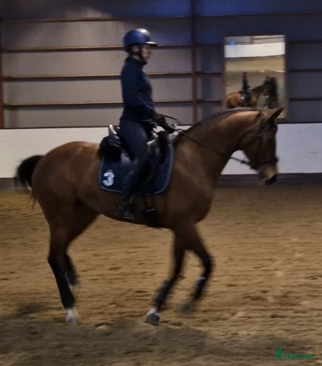  medryttarhäst sökes: Vuxen erfaren medryttare i Löddeköpinge - Annons 2