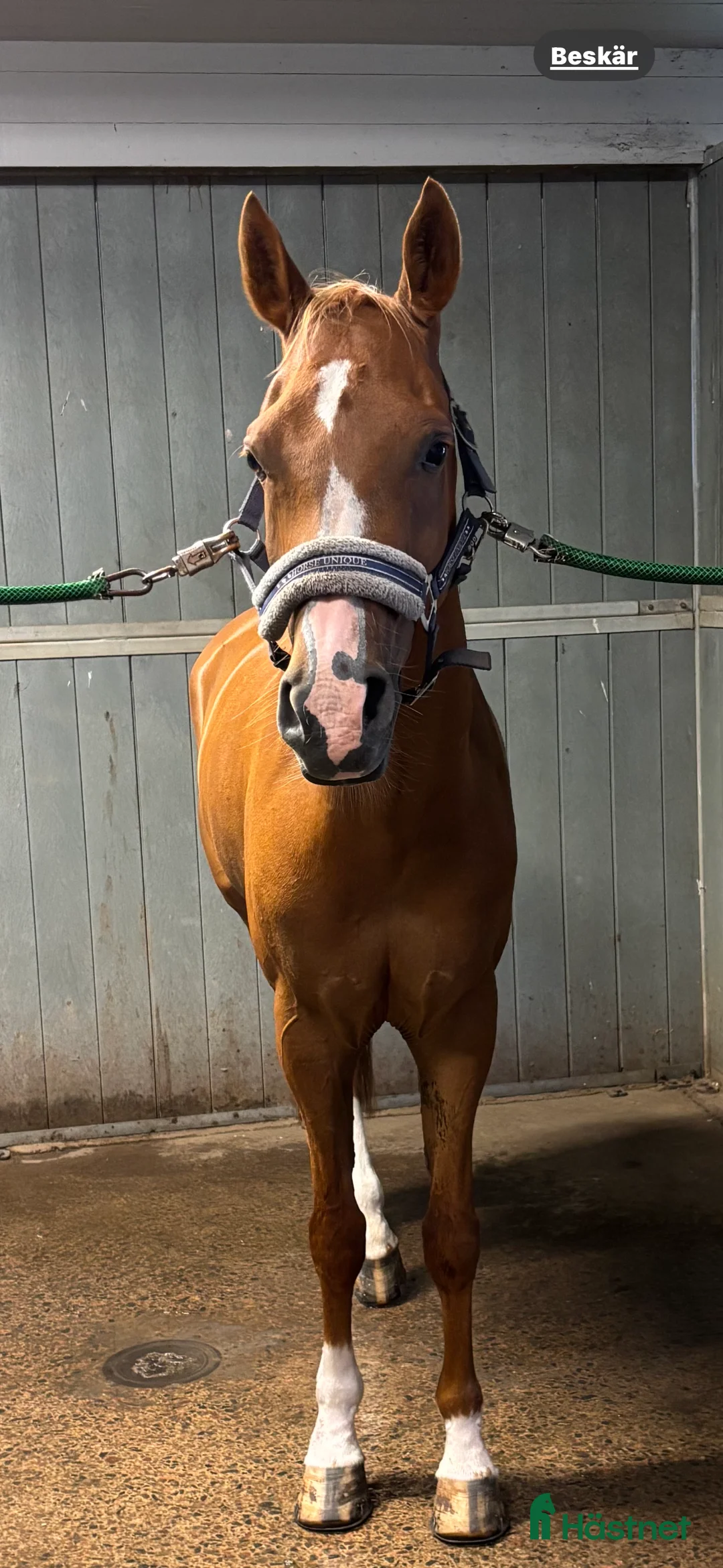 Allround hästar till salu: Intressekoll, ponny med kapacitet⭐️ - Annons 2