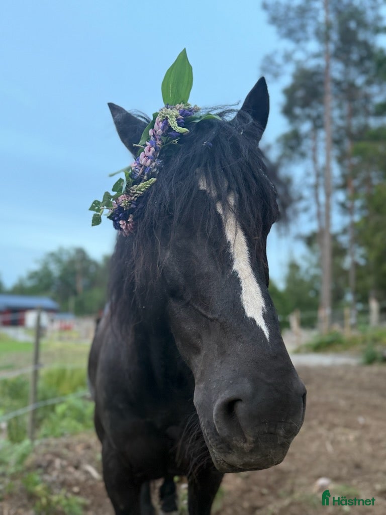  hästar Världens finaste Stig i Tungelsta - Annons 3