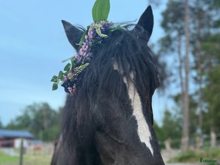 hästar Världens finaste Stig i Tungelsta - Annons 2