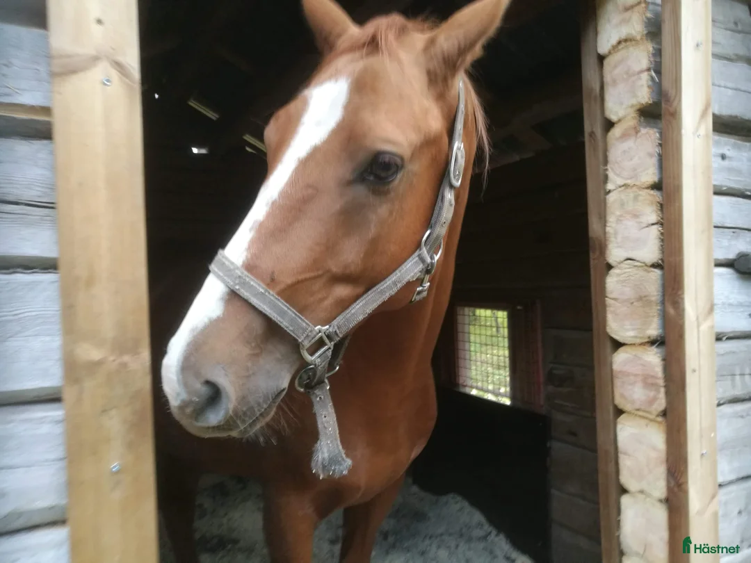 Galopp hästar sökes: Söker sto :halvblod eller fullblod projekt  - Annons 10