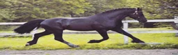 Dressyr hästar till salu: Vacker Welsh Cob hingst utlånas! i Säter - Annons 3
