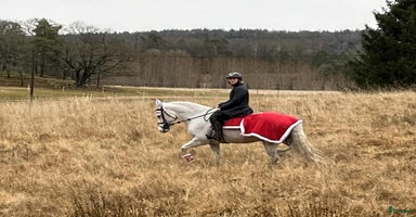  hästar i Göta - Annons 12