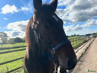 hästar Perfekt första häst i Svedala - Annons 11