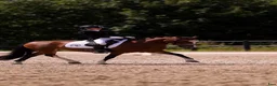 Dressyr hästar till salu: Schoolmaster fei pony - Annons 7