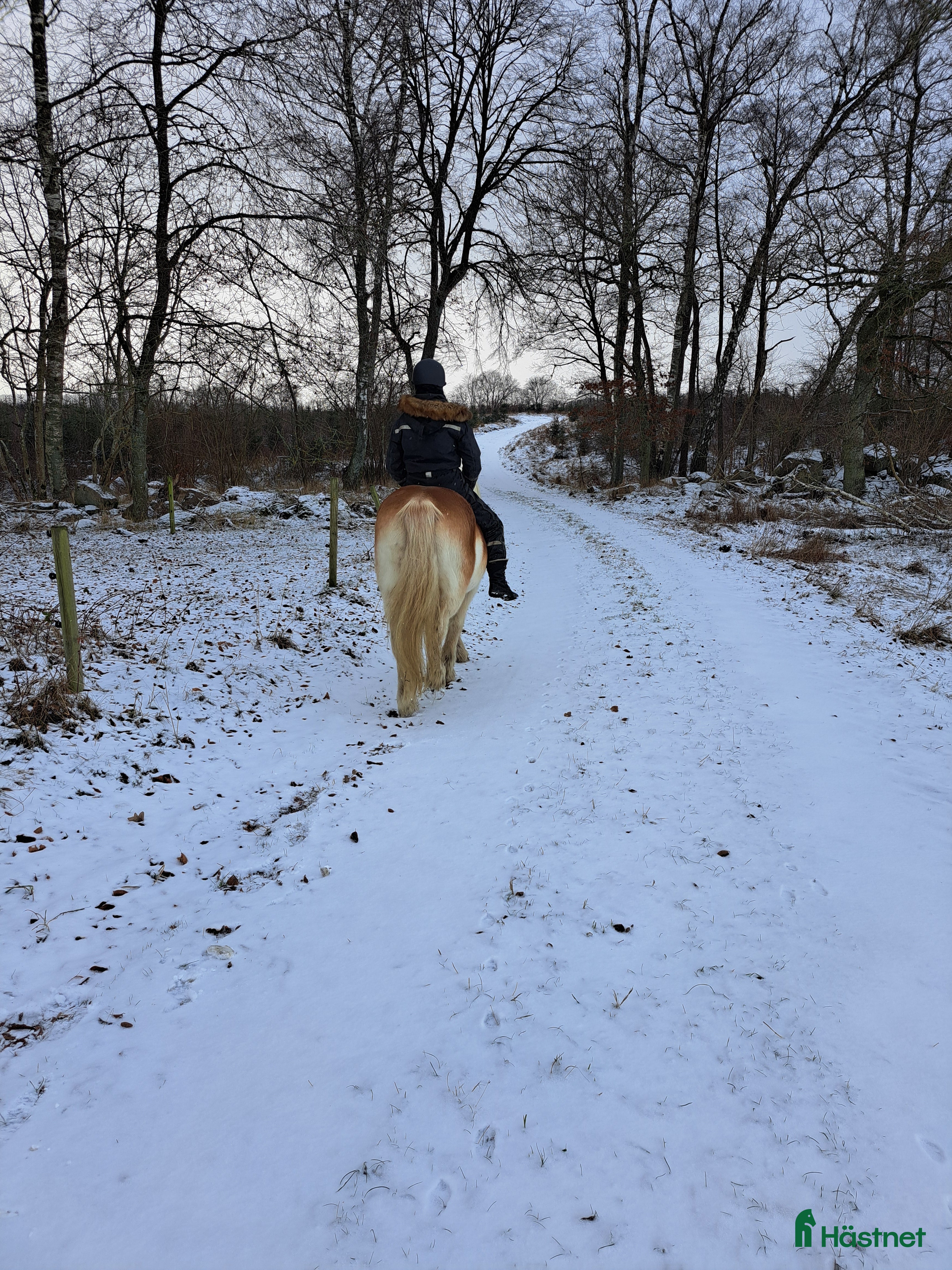  hästar Bästa vän sökes  i Ystad - Annons 9