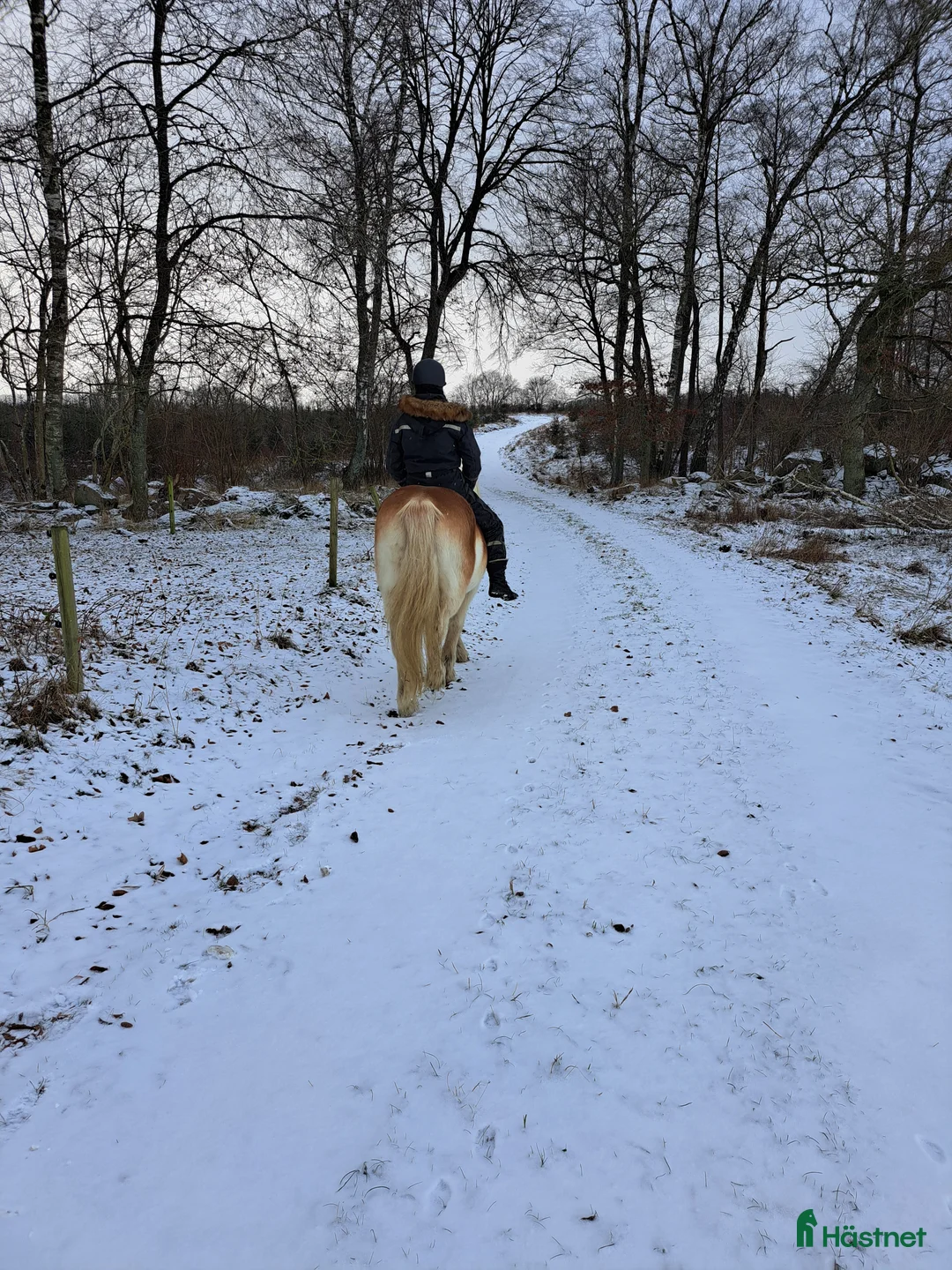 Island hästar sökes: Bästa vän sökes  i Ystad - Annons 1