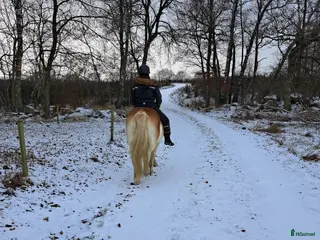 hästar Bästa vän sökes i Ystad - Annons 9