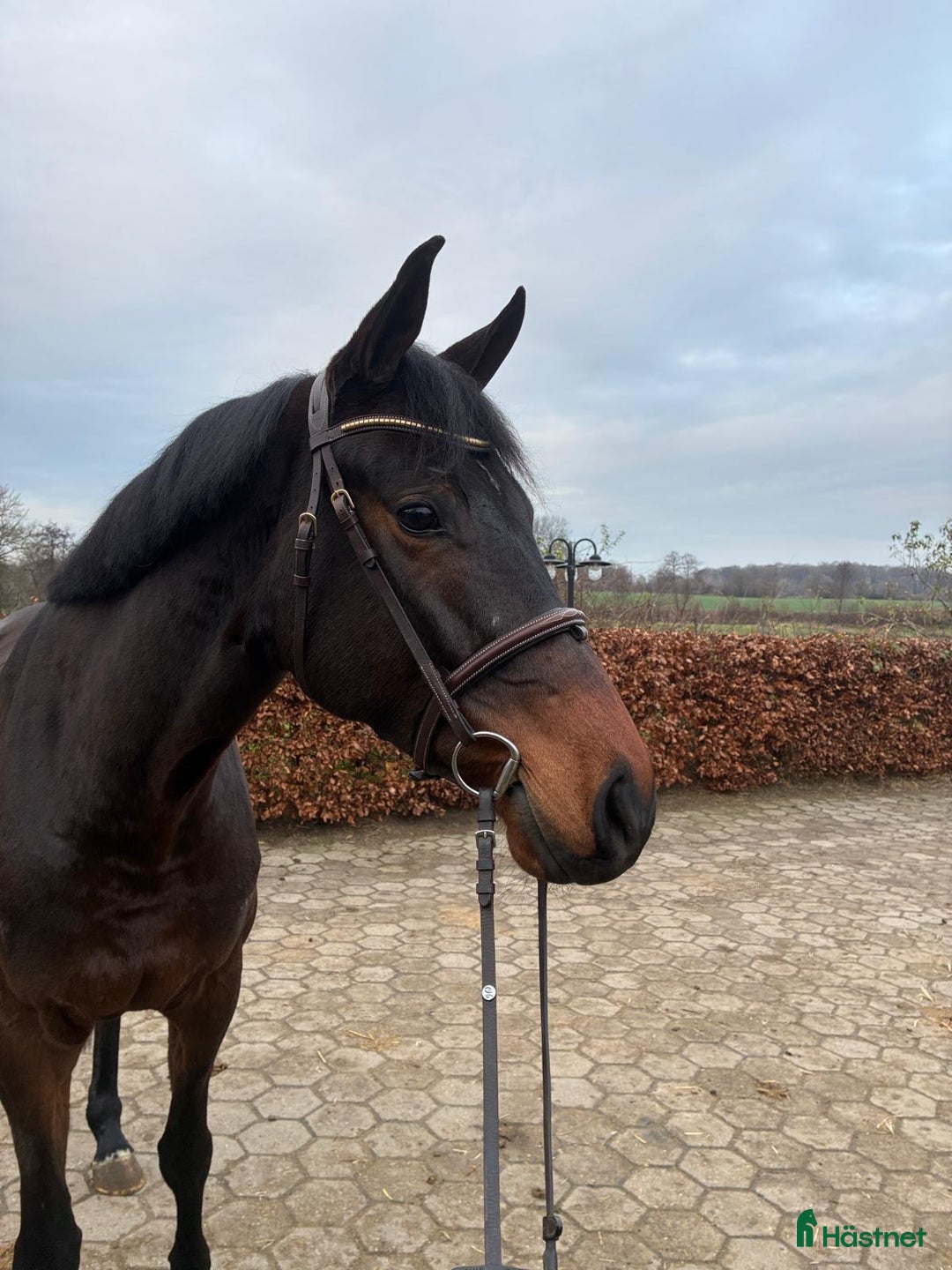 Hoppning hästar till salu: Trevlig 5åring  i Stockholm - Annons 1