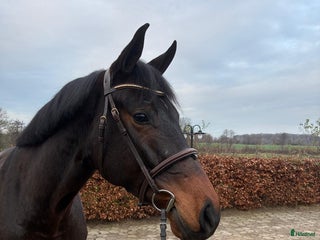 hästar Trevlig 5åring i Stockholm - Annons 8