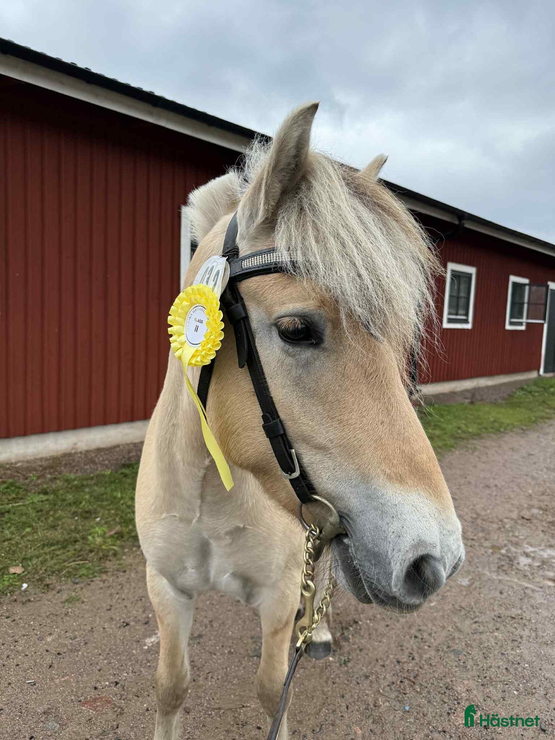 Allround hästar till salu: Underbar 3 års valack  i Finspång - Annons 3