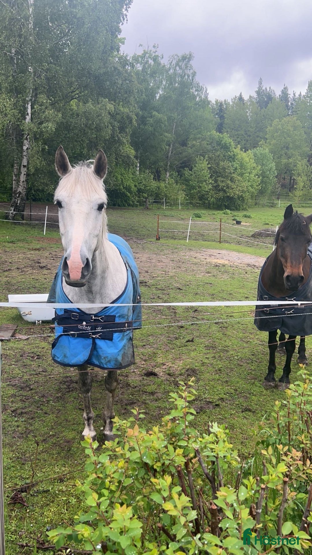 Hoppning hästar till salu: Maxad-D ponny Salu - Annons 3