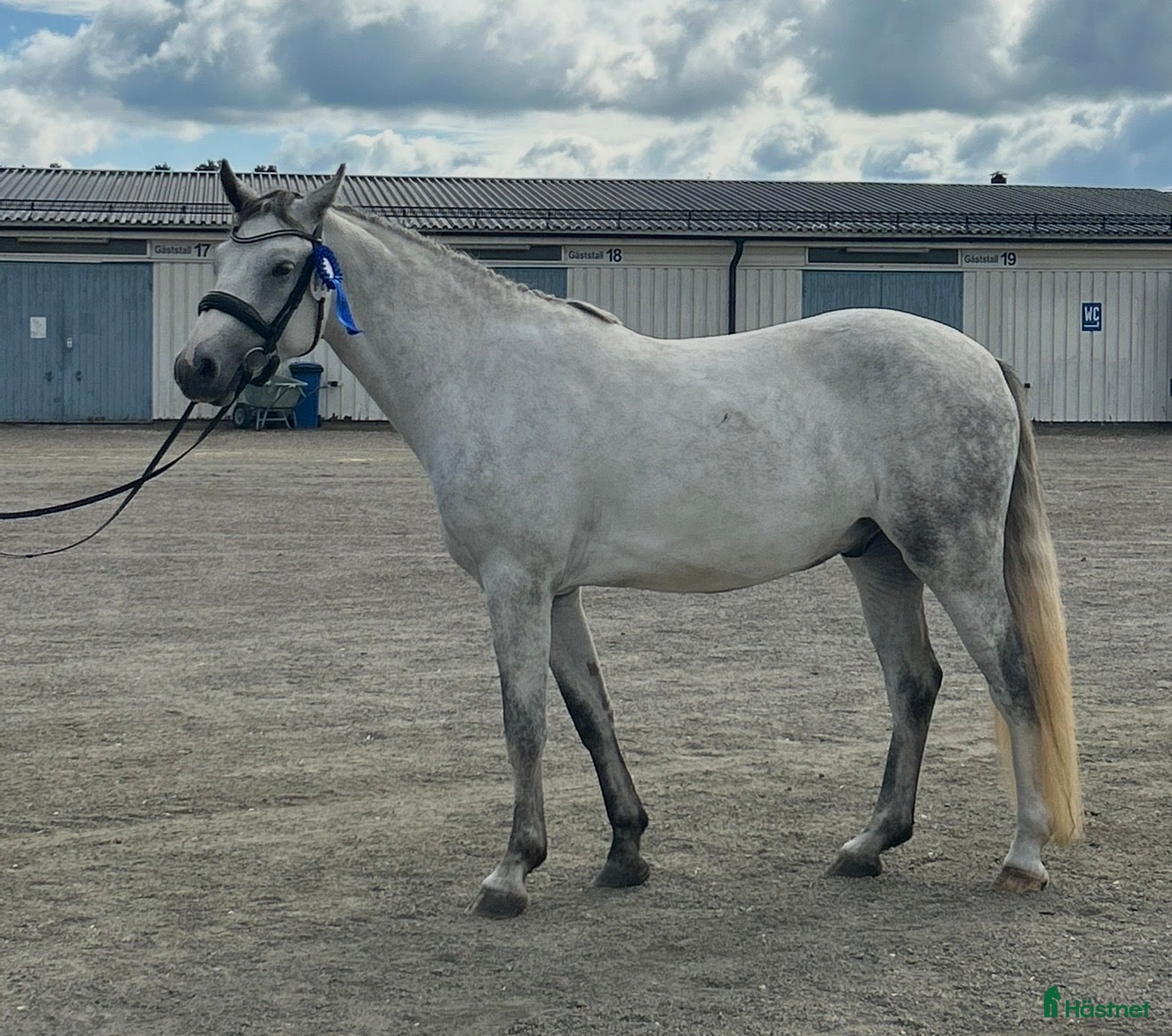  hästar Svensk född Connemara - Annons 1