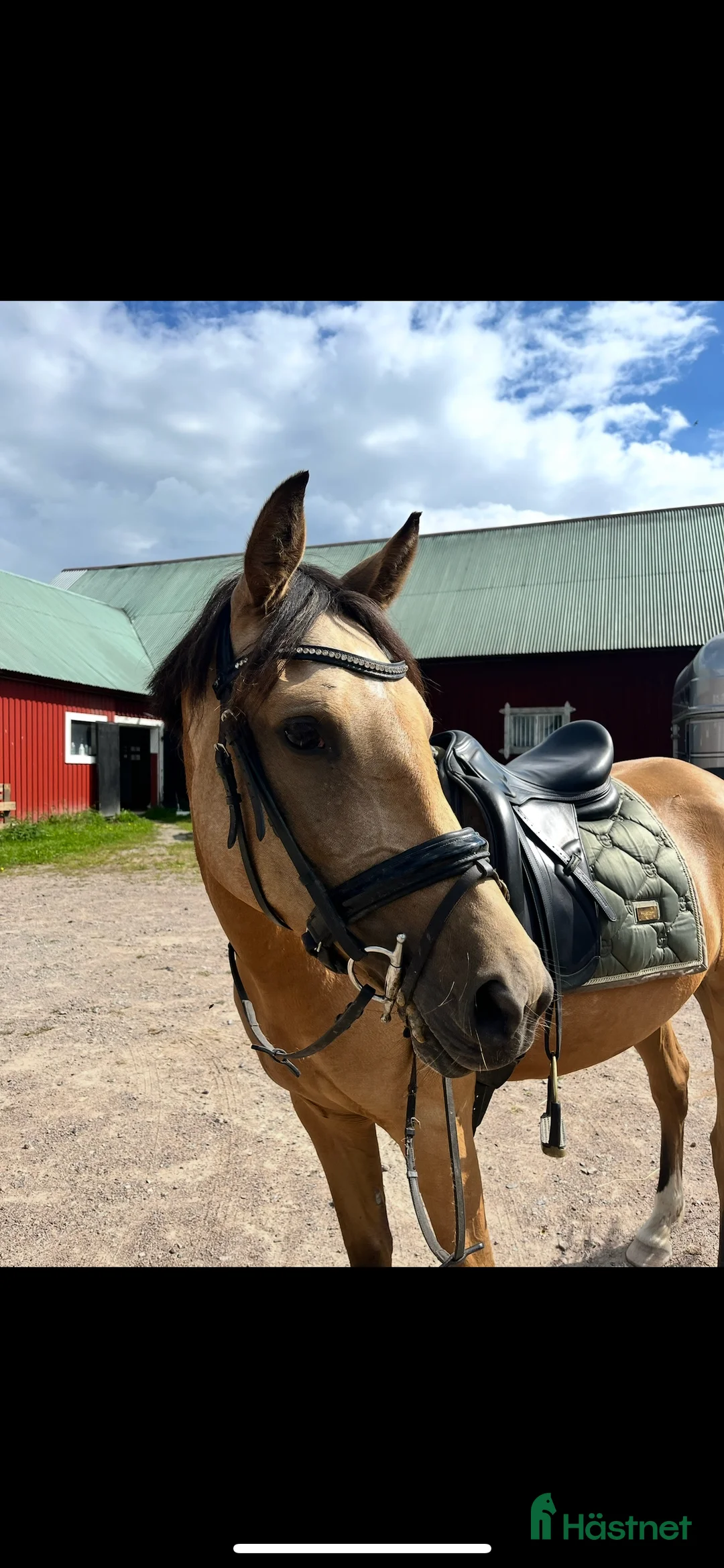 Allround hästar till salu: Multitalang med potential  i Nybro - Annons 2