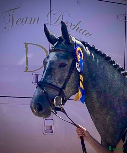 Galleribild {{count}}