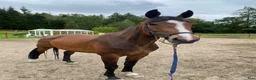 Allround hästar till salu: Sto f.19 söker ny bästavän  - Annons 1