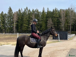 medryttarhäst sökes: ⭐️SÖKER DU HÄSTHJÄLP?⭐️ i Landvetter - Annons 5