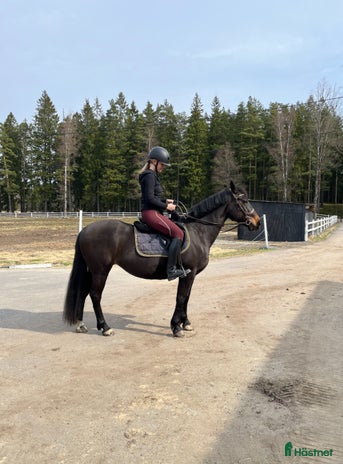 medryttarhäst sökes i Landvetter - Annons 15