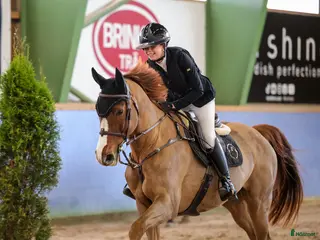 hästar Chandra – kvalitetsto med stor kapacitet - Annons 1
