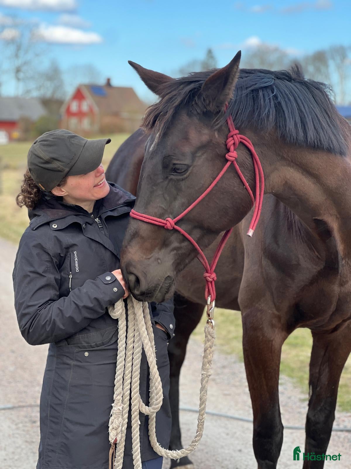  hästar Vacker dressyrstammad hobbyhäst - Annons 2