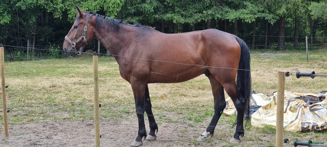 Allround hästar till salu: Vbl valack Ridhäst 174 cm 6 år - Annons 2