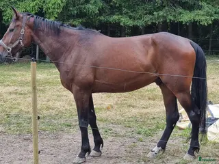 hästar Vbl valack Ridhäst 174 cm 6 år - Annons 5