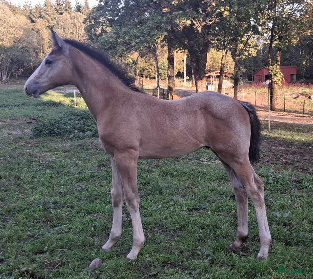Hoppning hästar till salu: Härligt hingstföl med framåtanda ! i Sävsjö - Annons 4