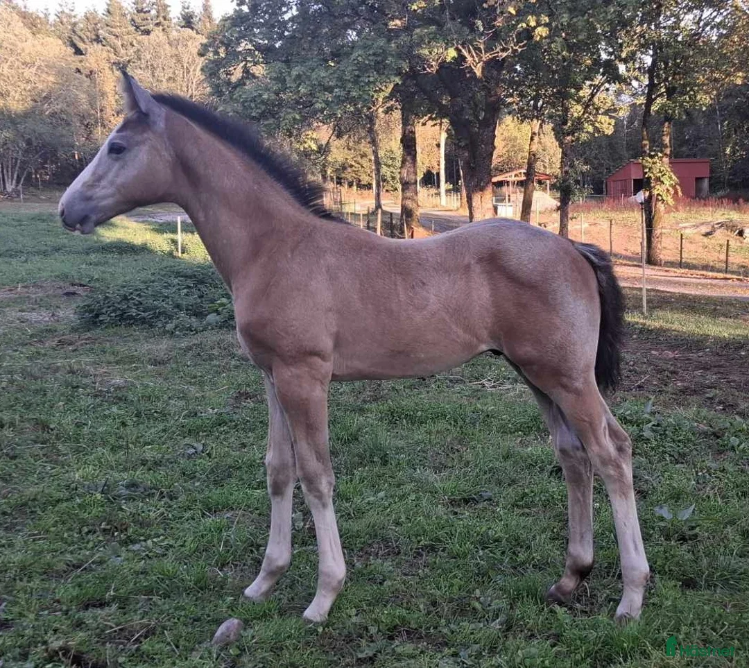 Hoppning hästar till salu: Härligt hingstföl med framåtanda ! - Annons 4