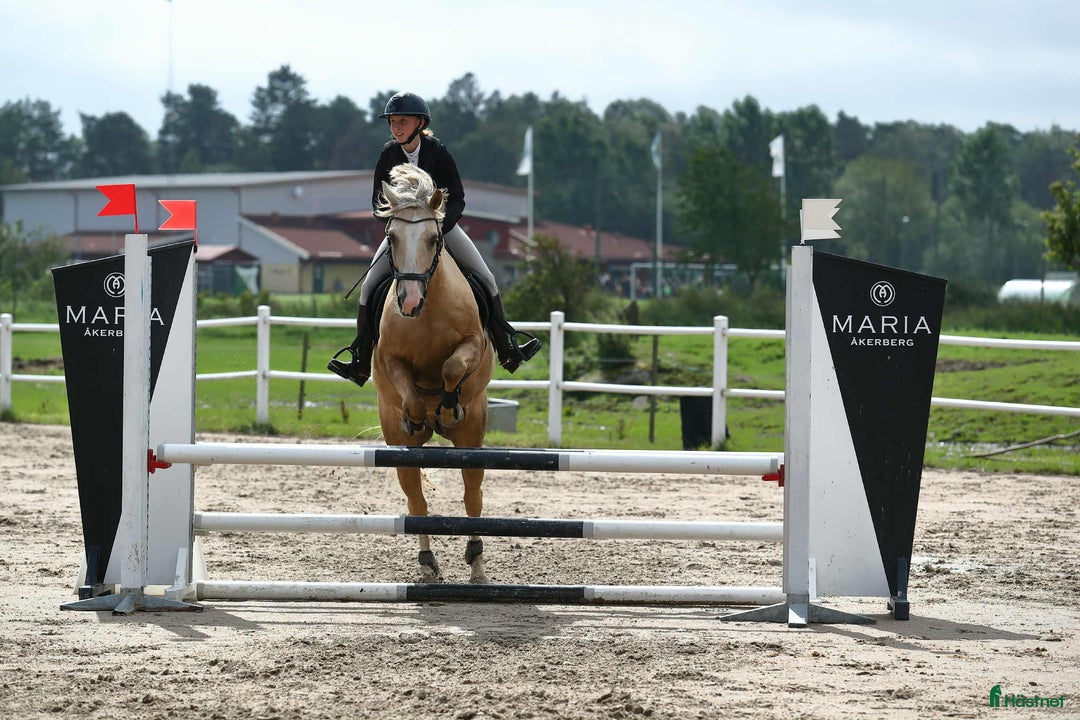 Allround hästar till salu: Träning, tävling och ponnybus i Väröbacka - Annons 4