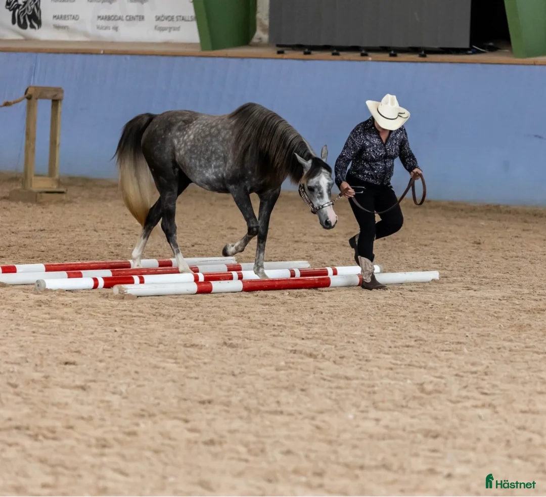 Allround hästar till salu: Trevlig arab valack!  i Alingsås - Annons 6