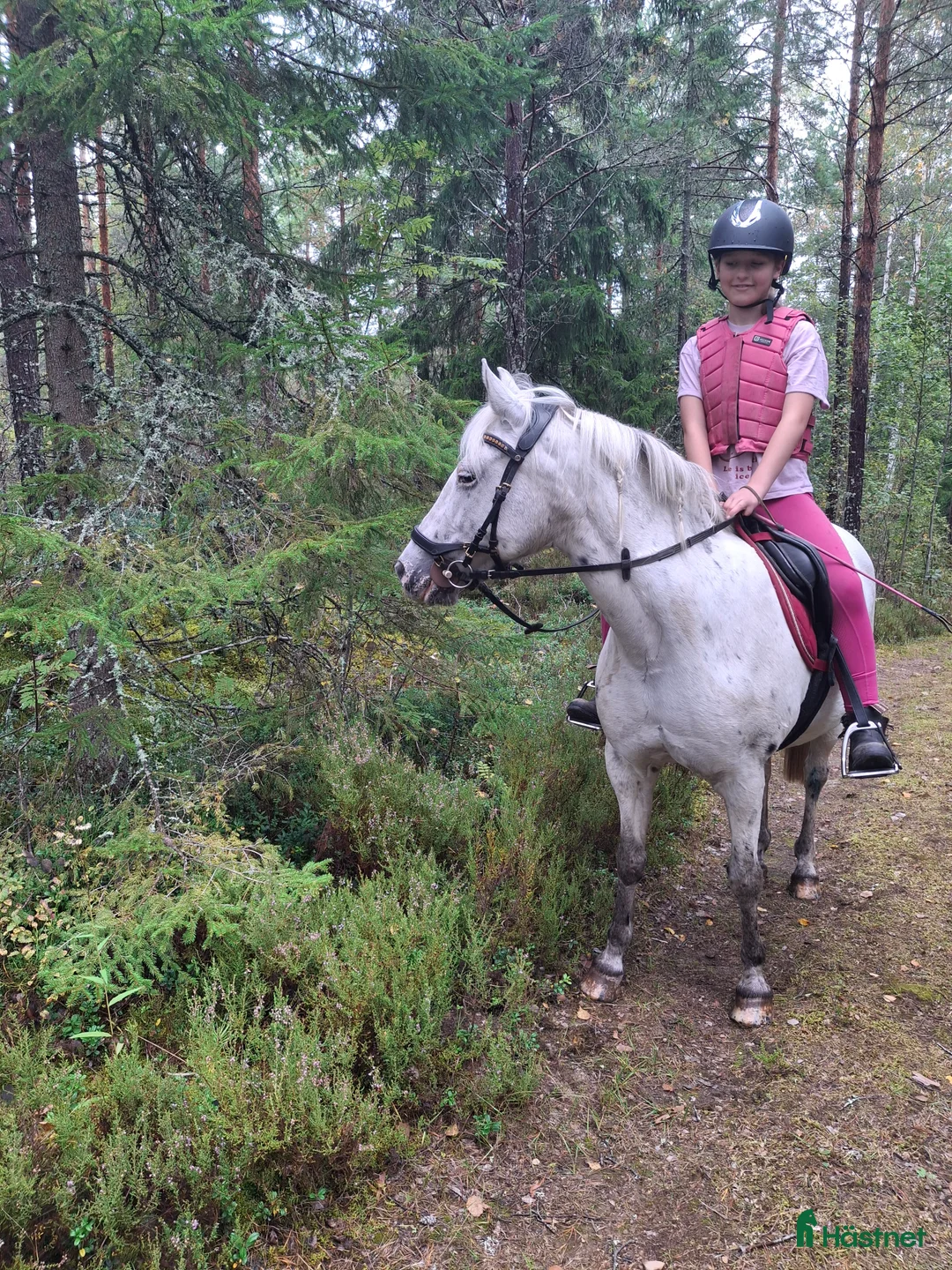 Allround hästar till salu: Hobby ponny - Annons 2