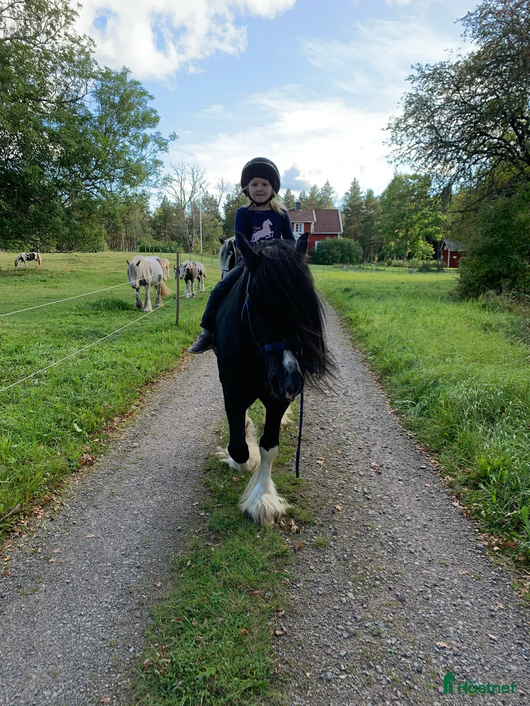 Övrigt hästar till salu: Avels hingst i Fliseryd - Annons 4