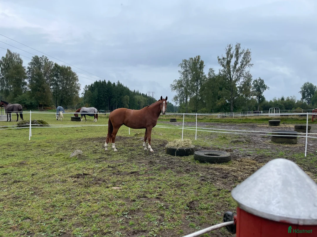 Dressyr hästar till salu: Treårigt dressyr sto med top stam i Värnamo - Annons 1