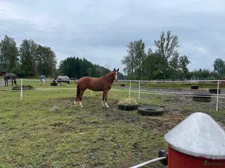 hästar Treårigt dressyr sto med top stam i Värnamo - Annons 1