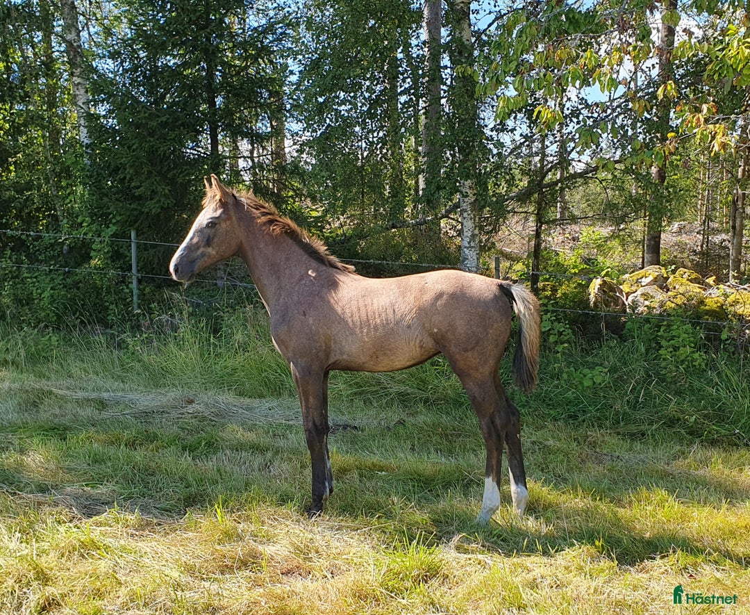 Hoppning hästar till salu: Hoppföl x3 säljes- Svårklassmöderne & Elithingstar i Lammhult - Annons 3