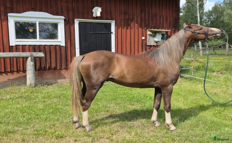  hästar i Falköping - Annons 14