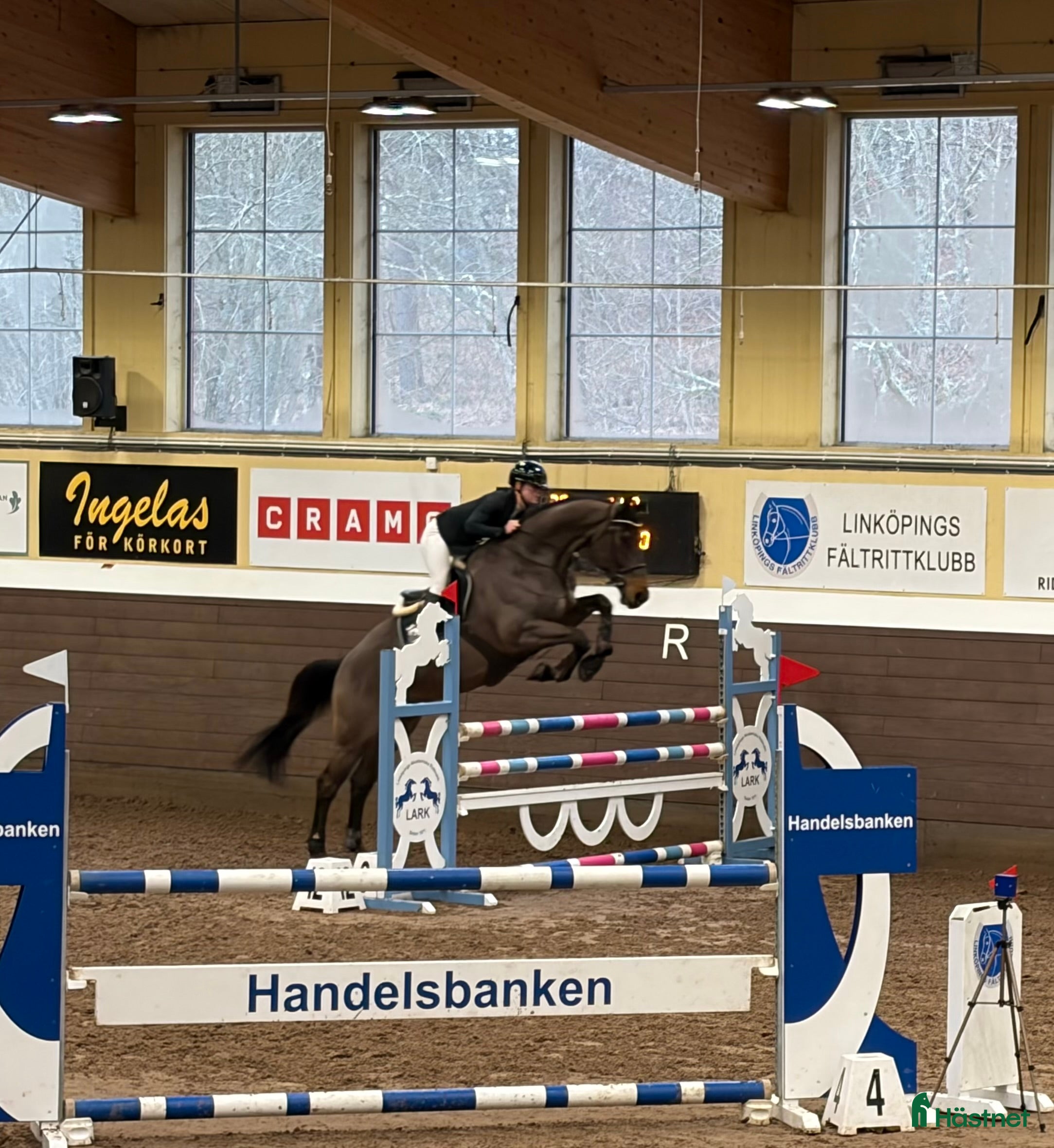 Hoppning hästar till salu: Hopphäst / Allround - Annons 1