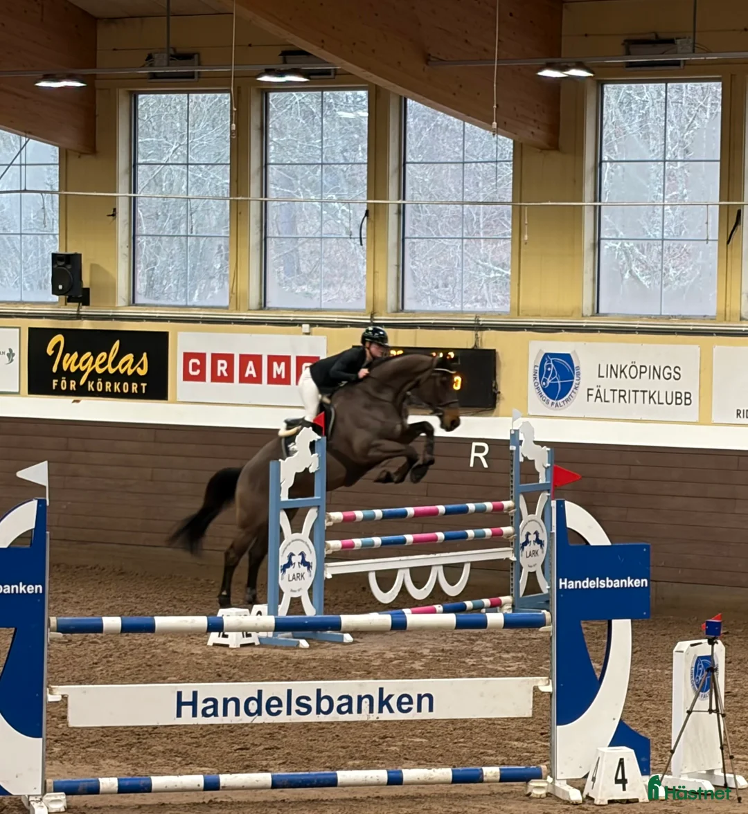 Hoppning hästar till salu: Hopphäst / Allround - Annons 1