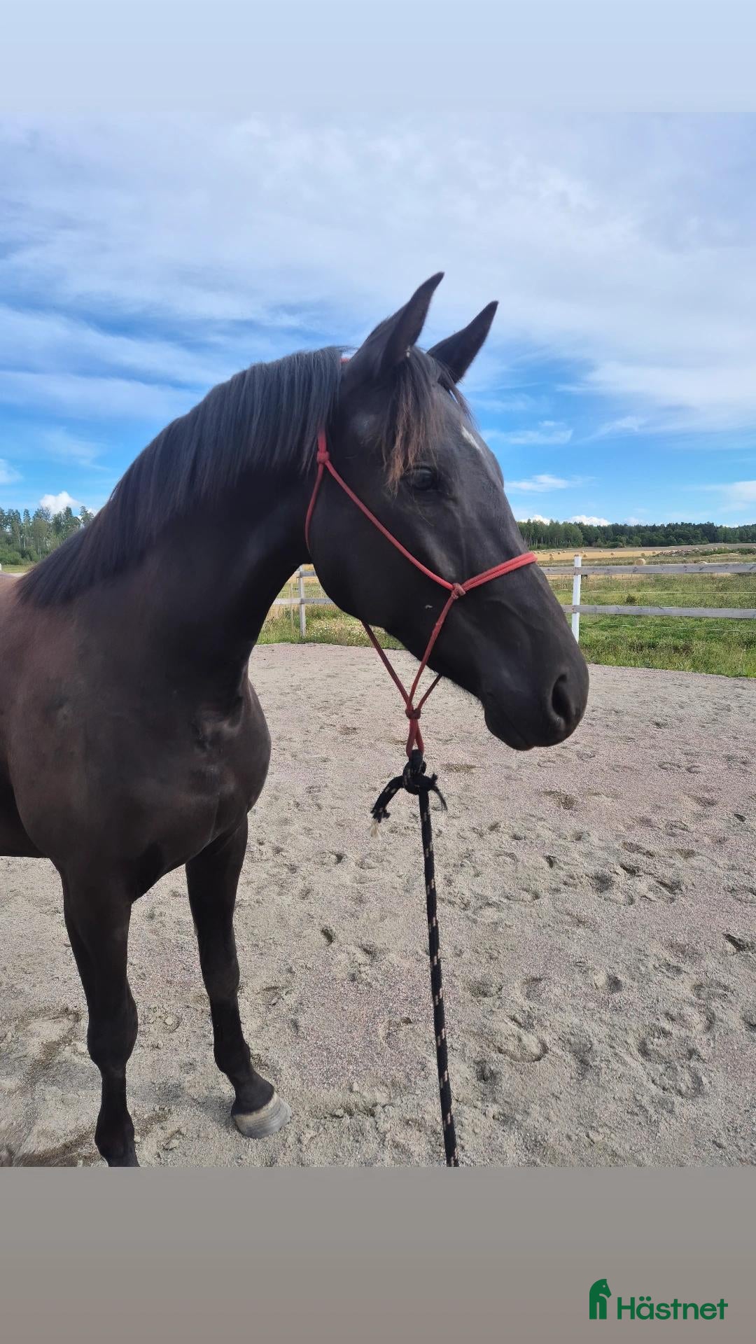  hästar Trevlig, social och nyfiken valack.  - Annons 2