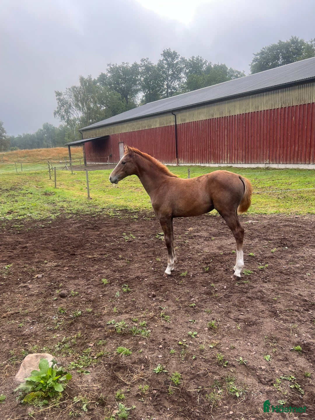 Hoppning hästar till salu: Vacker ädelsten! i Strömsnäsbruk - Annons 4