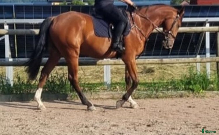  hästar i Mora - Annons 6