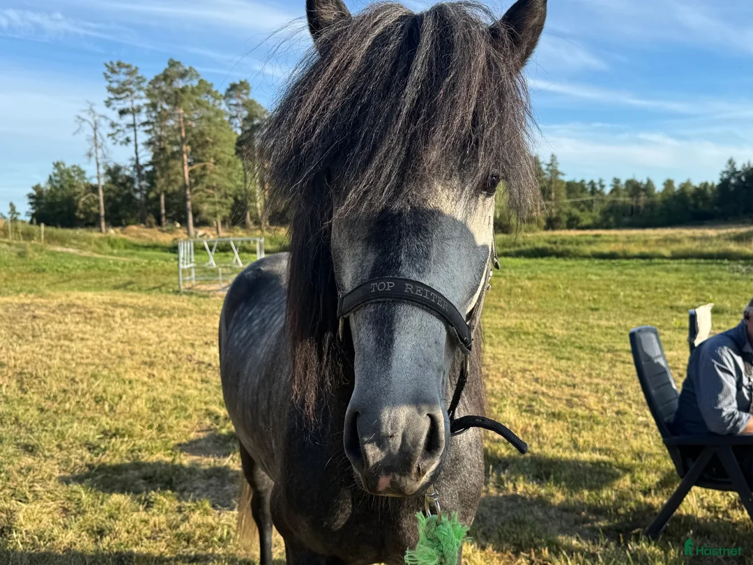 Island hästar till salu: Islandshästar - Annons 11